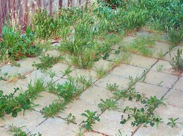 Weeds On Paths, Patios & Drives