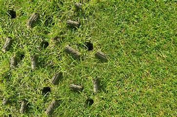 Lawn Aeration