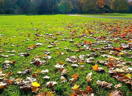 Autumn Fertiliser