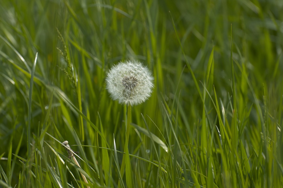 Weed Control